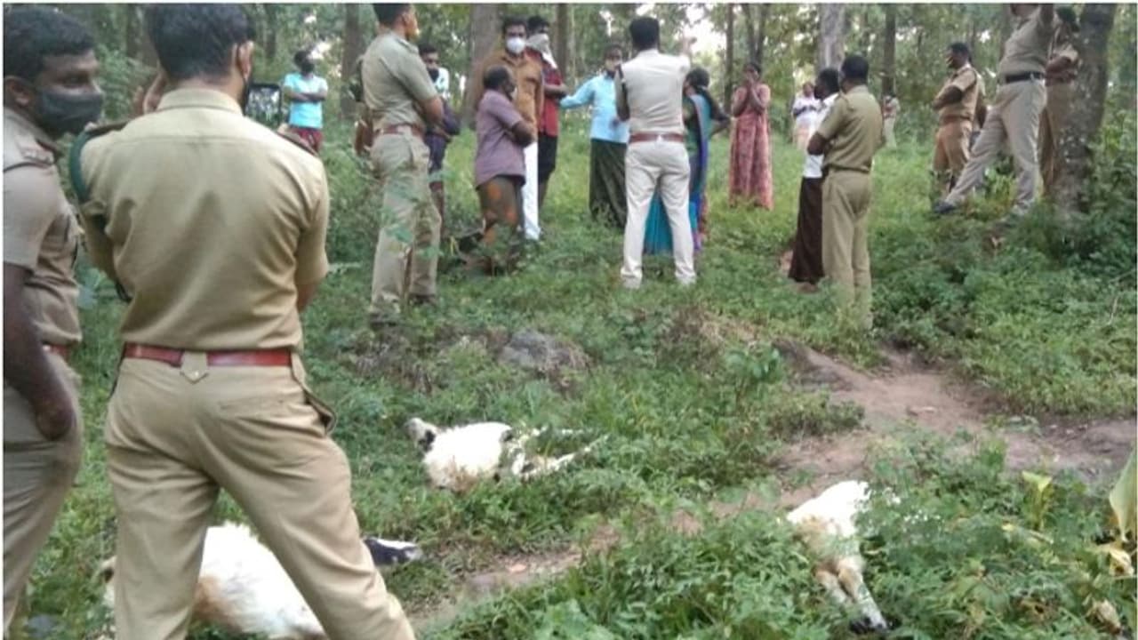 ആദിവാസികളുടെ ജീവിതമാര്ഗ്ഗങ്ങള് ഇല്ലാതാക്കി ചീയമ്പത്തെ കടുവ; പിടികൂടാതെ വനംവകുപ്പ് ആദിവാസികളുടെ ജീവിതമാര്ഗ്ഗങ്ങള് ഇല്ലാതാക്കി ചീയമ്പത്തെ കടുവ; പിടികൂടാതെ വനംവകുപ്പ്
