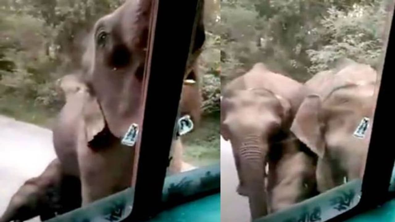 വാഹനത്തിന് മുകളില് ഇഷ്ടഭക്ഷണം; പിന്നെ ഒന്നും നോക്കിയില്ല, ആനക്കൂട്ടം ചെയ്തത്... വാഹനത്തിന് മുകളില് ഇഷ്ടഭക്ഷണം; പിന്നെ ഒന്നും നോക്കിയില്ല, ആനക്കൂട്ടം ചെയ്തത്...