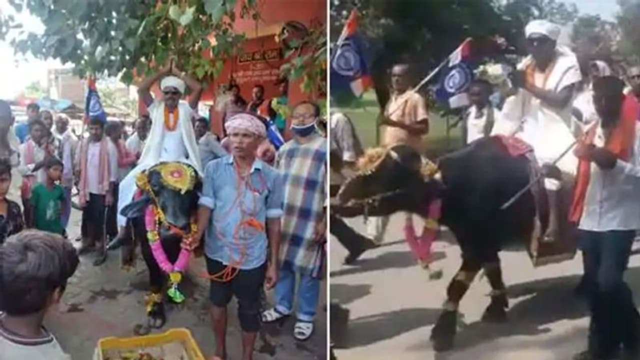 గేదెపై ఊరేగుతూ వచ్చి నామినేషన్.. లాలూనే ఆదర్శం...