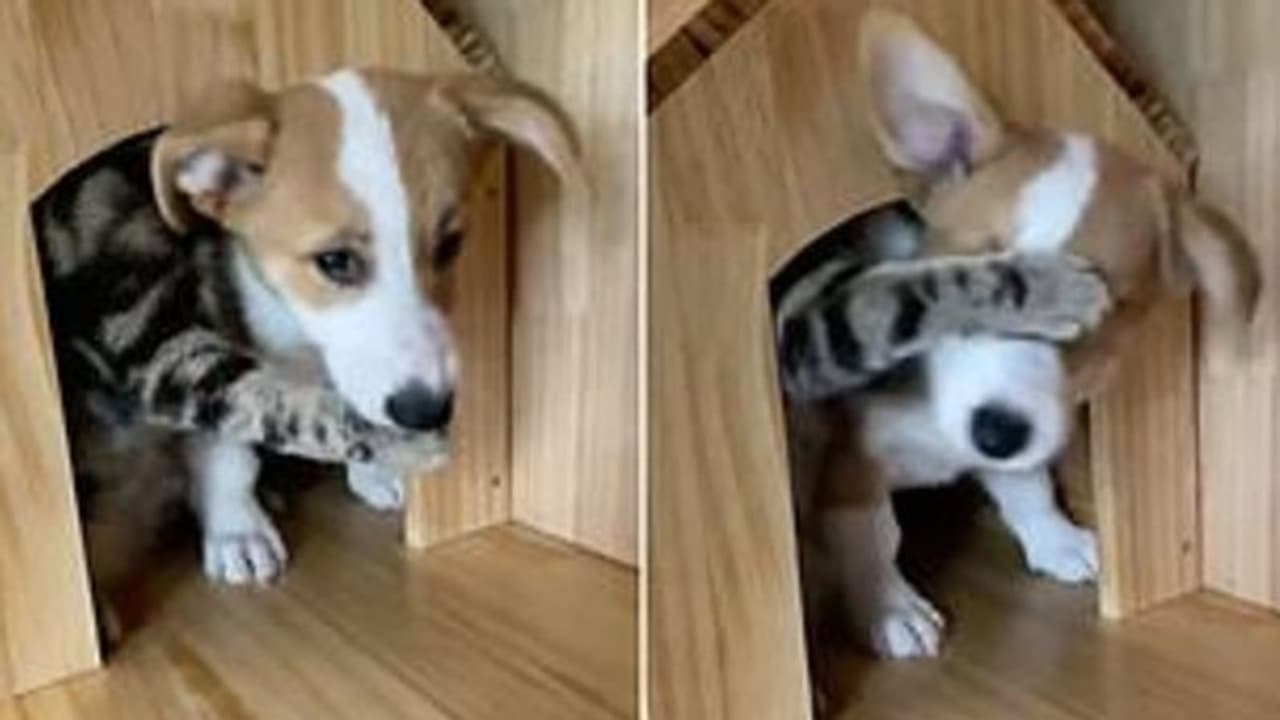 'ഗംഗയിപ്പോള് പോകണ്ട'; സോഷ്യല് മീഡിയയില് വൈറലായി രസകരമായ വീഡിയോ 'ഗംഗയിപ്പോള് പോകണ്ട'; സോഷ്യല് മീഡിയയില് വൈറലായി രസകരമായ വീഡിയോ