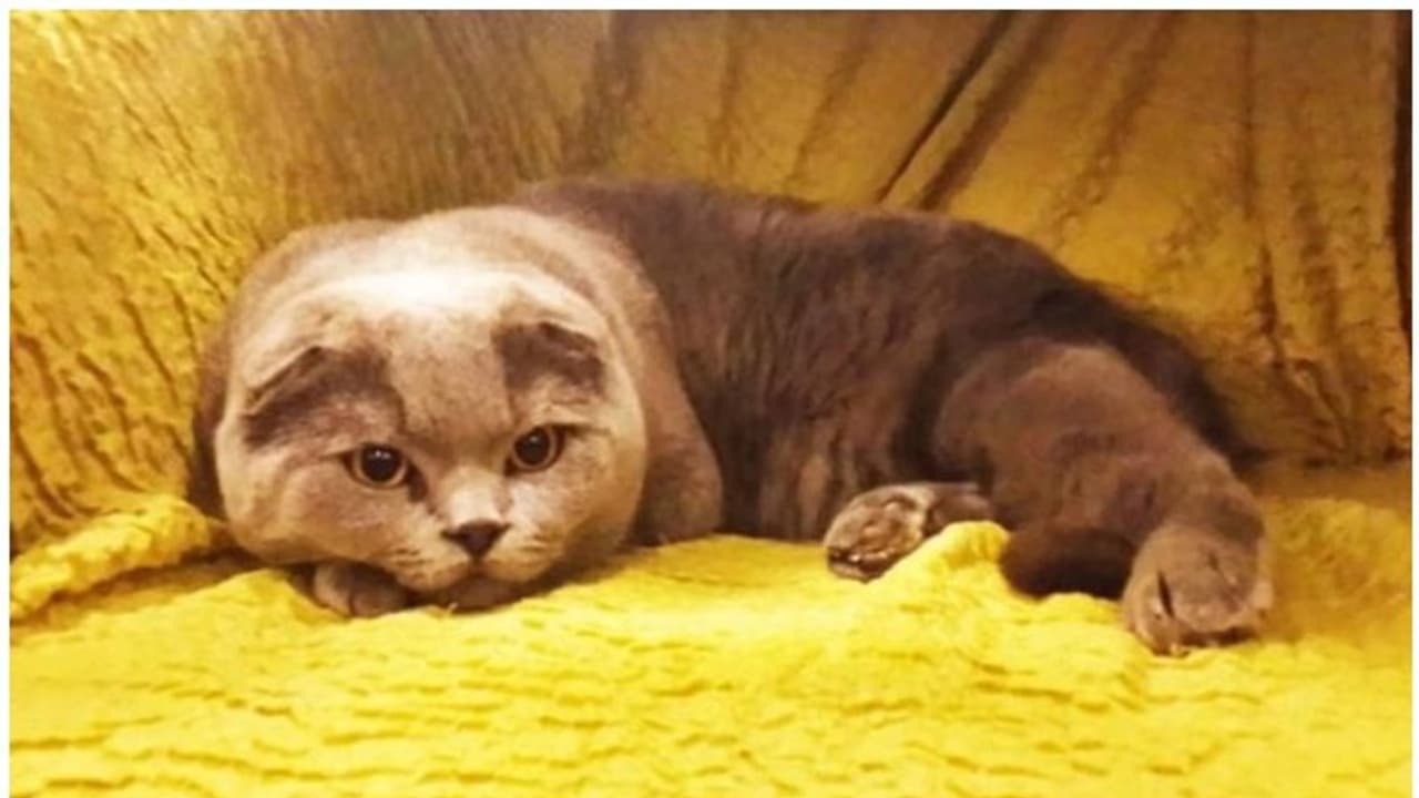 ഏതാഗ്രഹവും സാധിപ്പിച്ചു തരുന്ന പൂച്ച, വില 94 ലക്ഷം രൂപ, വിചിത്രമായ പരസ്യവുമായി സ്ത്രീ... ഏതാഗ്രഹവും സാധിപ്പിച്ചു തരുന്ന പൂച്ച, വില 94 ലക്ഷം രൂപ, വിചിത്രമായ പരസ്യവുമായി സ്ത്രീ...