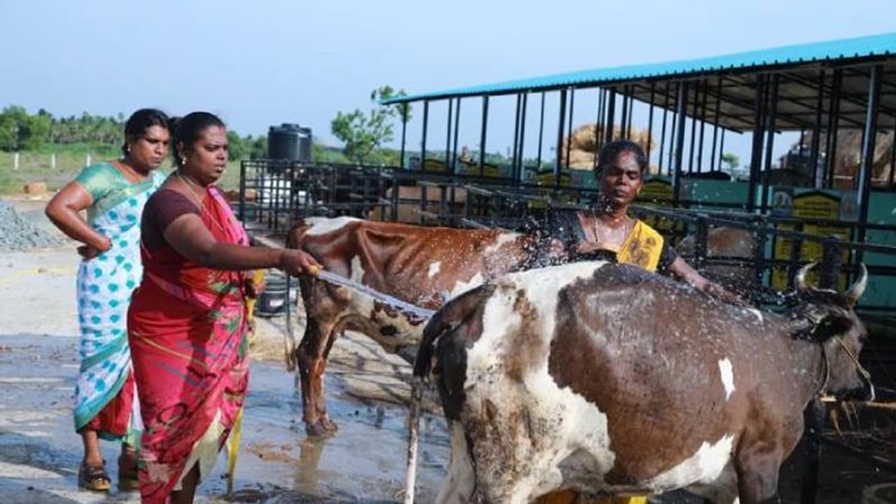 'ഞങ്ങളിവിടെ സന്തുഷ്ടരാണ്'; ട്രാന്‍സ്ജെന്‍ഡര്‍ സ്ത്രീകള്‍ക്കായി ഒരു ഗ്രാമം