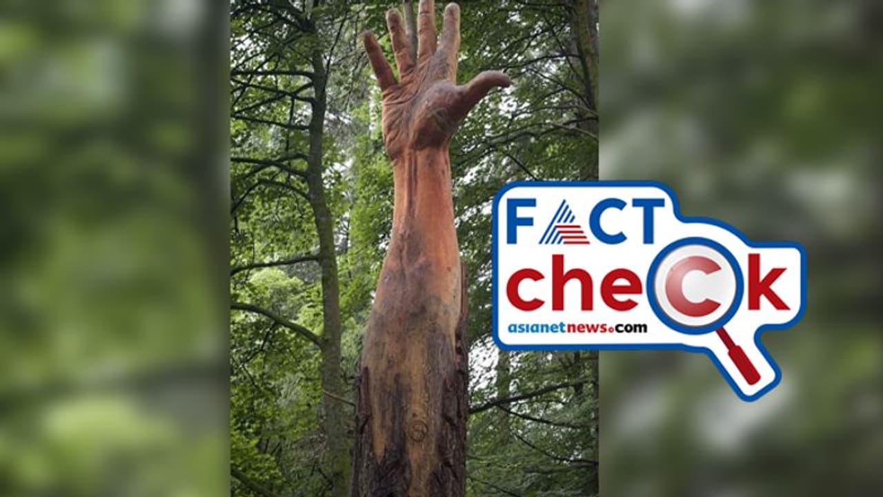 കാടിനുള്ളിലൊരു ഭീമാകാരൻ 'കൈ'; വൈറൽ ചിത്രത്തിന് പിന്നിലെ അറിയാക്കഥ