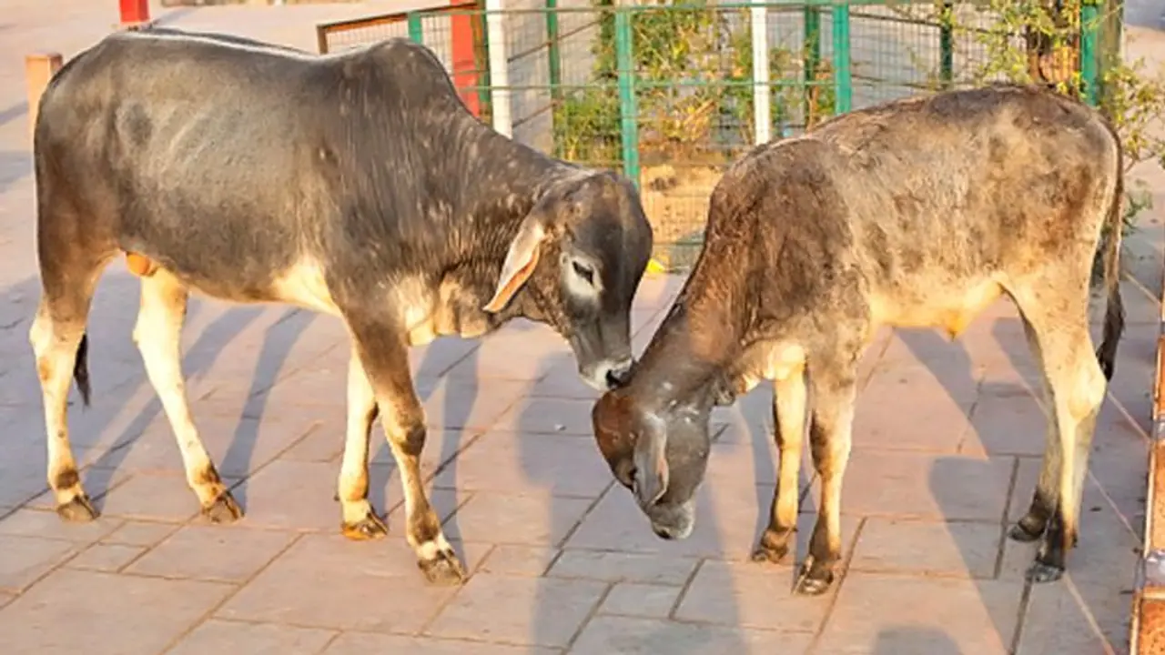पहल: यूपी में गोबर बना रोजगार का जरिया
