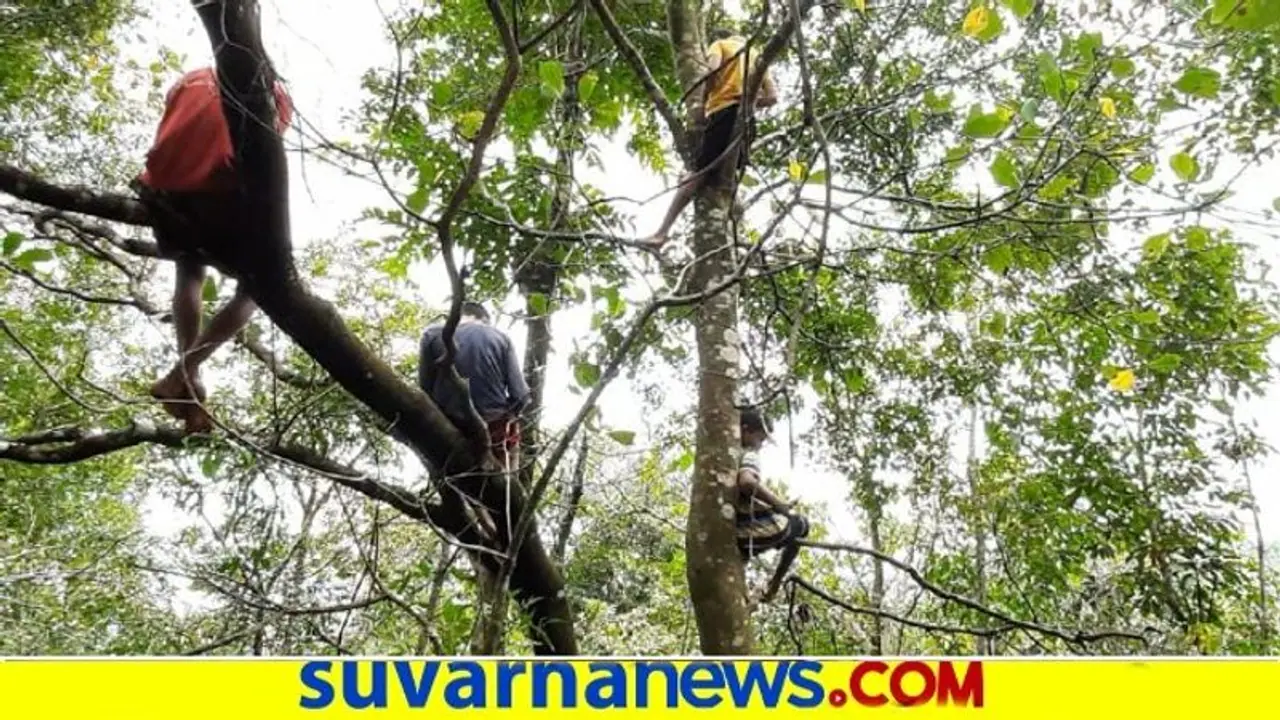 ಬೃಹತ್ ಮರವೇರಿದರೆ ಮಕ್ಕಳು : ಆನ್‌ಲೈನ್ ಕ್ಲಾಸ್‌ಗೆ ನೆಟ್‍ವರ್ಕ್ ಹುಡುಕಾಟ