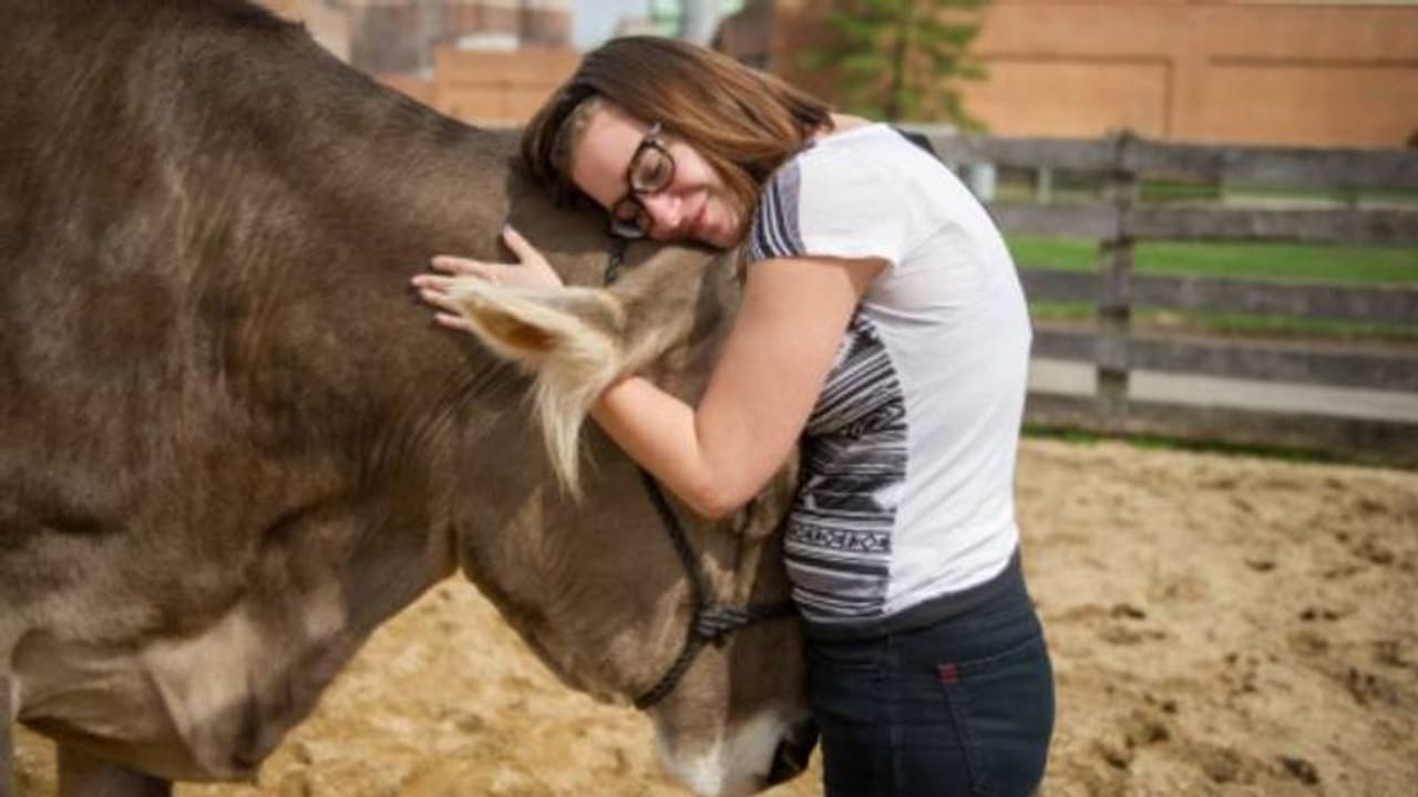 പശുവിനെ ആലിംഗനം ചെയ്യുമ്പോള് സമ്മര്ദ്ദം കുറയും? പ്രചാരം നേടുന്ന പുതിയ തെറാപ്പി പശുവിനെ ആലിംഗനം ചെയ്യുമ്പോള് സമ്മര്ദ്ദം കുറയും? പ്രചാരം നേടുന്ന പുതിയ തെറാപ്പി