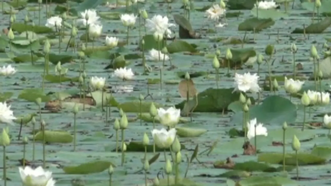 করোনা আতঙ্কে বিদেশে রপ্তানিকে ঘিরে অনিশ্চয়তা, সংকটে বাঁকুড়ার পদ্মচাষিরা করোনা আতঙ্কে বিদেশে রপ্তানিকে ঘিরে অনিশ্চয়তা, সংকটে বাঁকুড়ার পদ্মচাষিরা