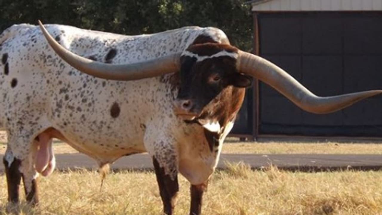 ഇത് കാളക്കൂറ്റന് ടഫ് ചെക്സ്; ലോക റെക്കോഡിന് ഉടമ.! ഇത് കാളക്കൂറ്റന് ടഫ് ചെക്സ്; ലോക റെക്കോഡിന് ഉടമ.!