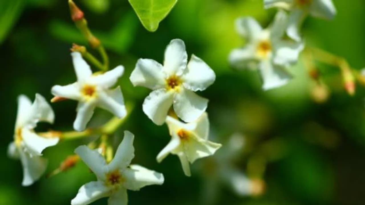 ഇതാണ് ഏഷ്യന് മുല്ല; സുഗന്ധമുള്ള പൂച്ചെടി ഇതാണ് ഏഷ്യന് മുല്ല; സുഗന്ധമുള്ള പൂച്ചെടി