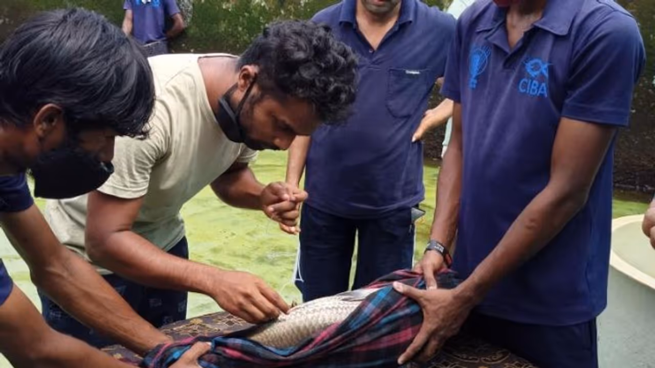 മത്സ്യമേഖലയിലെ രാജ്യത്തെ ആദ്യ സ്റ്റാർട്ടപ്പ്; പിന്തുണയുമായി 'സിബ' മത്സ്യമേഖലയിലെ രാജ്യത്തെ ആദ്യ സ്റ്റാർട്ടപ്പ്; പിന്തുണയുമായി 'സിബ'