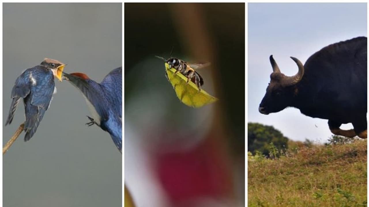 വനം വകുപ്പ് ഫോട്ടോഗ്രഫി അവാര്ഡ് വിവാദം; മറുപടിയുമായി ജൂറി വനം വകുപ്പ് ഫോട്ടോഗ്രഫി അവാര്ഡ് വിവാദം; മറുപടിയുമായി ജൂറി