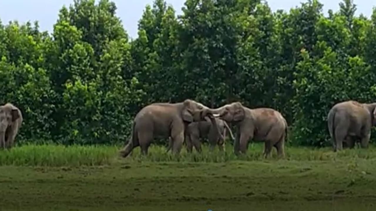 മൂന്നാറിലെ തോട്ടം മേഖലയിൽ കാട്ടാന ശല്യം രൂക്ഷമാകുന്നു; വീട് തകര്ത്തു, കൃഷി നശിപ്പിച്ചു മൂന്നാറിലെ തോട്ടം മേഖലയിൽ കാട്ടാന ശല്യം രൂക്ഷമാകുന്നു; വീട് തകര്ത്തു, കൃഷി നശിപ്പിച്ചു