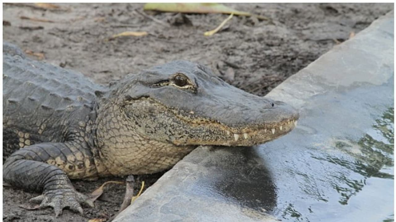 വീടിനുള്ളിലേക്ക് കയറാനൊരുങ്ങിയ ചീങ്കണ്ണിയെ തടഞ്ഞയാളെ കണ്ടാല് അമ്പരക്കും വീടിനുള്ളിലേക്ക് കയറാനൊരുങ്ങിയ ചീങ്കണ്ണിയെ തടഞ്ഞയാളെ കണ്ടാല് അമ്പരക്കും