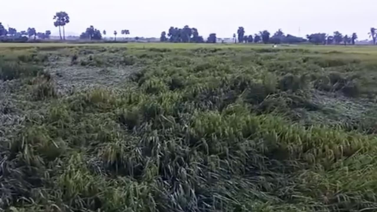 186 మండలాల్లో పంట నష్టం: ఏపీకి త్వరలో కేంద్ర బృందం 186 మండలాల్లో పంట నష్టం: ఏపీకి త్వరలో కేంద్ర బృందం