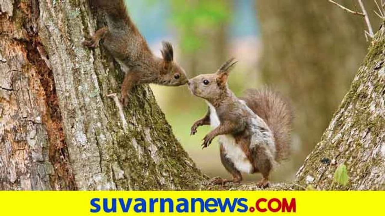 ಇದು ಭಾರತೀಯ ಯುವ ಮನಸ್ಸುಗಳ ಪೇಚಾಟ