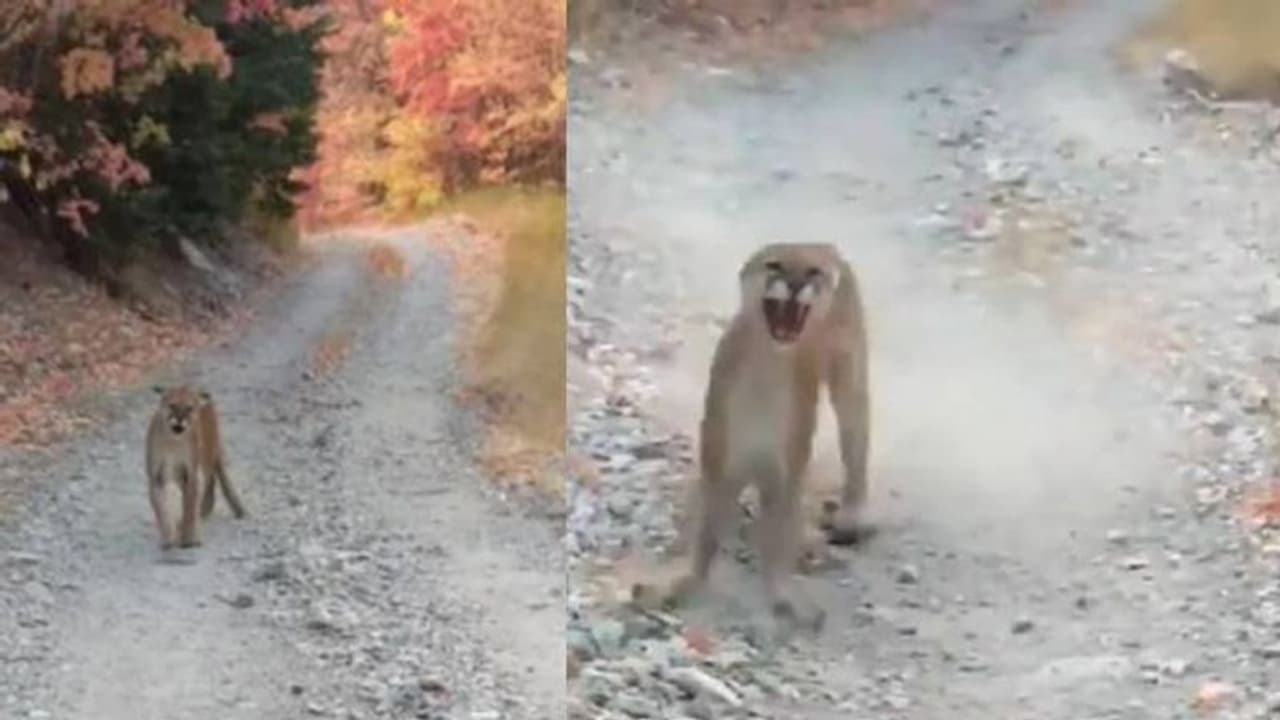 മലഞ്ചെരിവില് നടക്കാനിറങ്ങി; തിരിഞ്ഞു നോക്കിയപ്പോള് യുവാവ് കണ്ടത്! മലഞ്ചെരിവില് നടക്കാനിറങ്ങി; തിരിഞ്ഞു നോക്കിയപ്പോള് യുവാവ് കണ്ടത്!