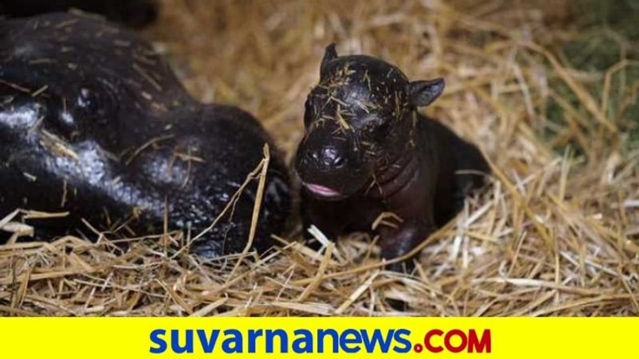 ಫ್ರ್ಯಾಂಕ್ಲಿನ್ ಪಾರ್ಕ್ ಜೂಗೆ ಹೊಸ ಅತಿಥಿ, ಸಿಬ್ಬಂದಿ ಫುಲ್ ಖುಷ್! ಫ್ರ್ಯಾಂಕ್ಲಿನ್ ಪಾರ್ಕ್ ಜೂಗೆ ಹೊಸ ಅತಿಥಿ, ಸಿಬ್ಬಂದಿ ಫುಲ್ ಖುಷ್!