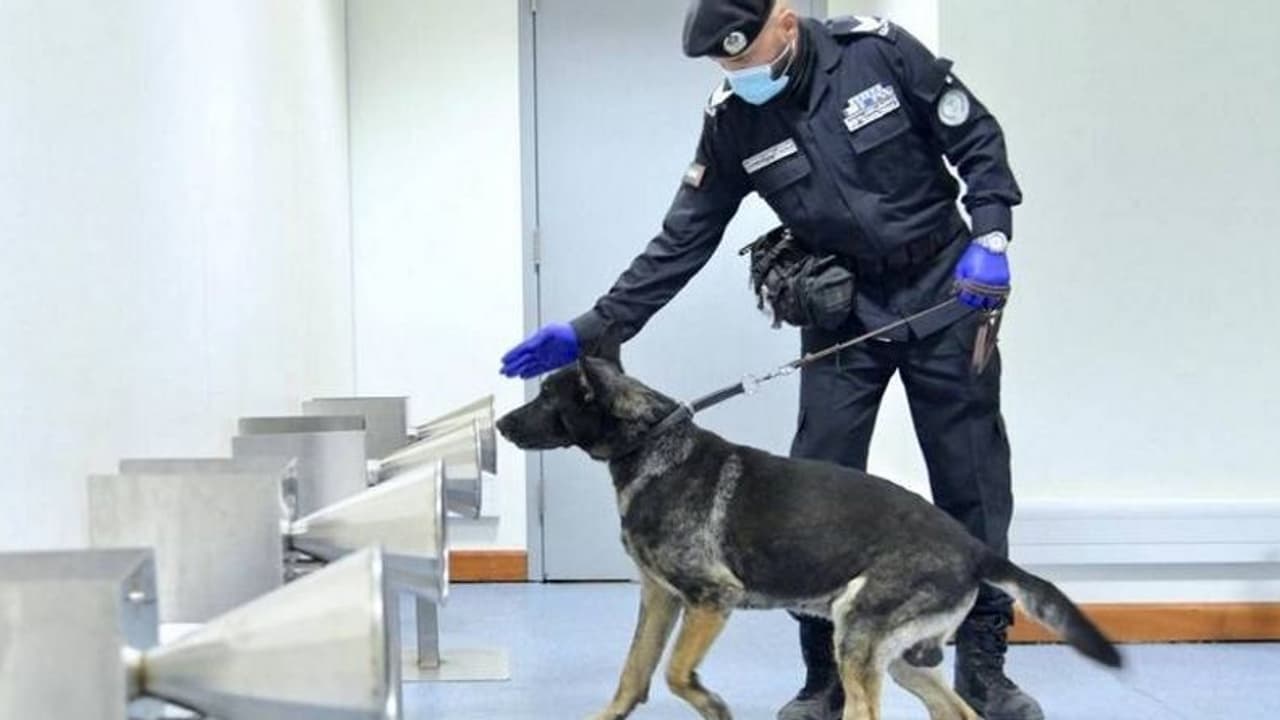 യുഎഇയിലെ രണ്ട് വിമാനത്താവളങ്ങളില് കൊവിഡ് രോഗികളെ കണ്ടെത്താന് പൊലീസ് നായകളെ ഉപയോഗിച്ച് തുടങ്ങി യുഎഇയിലെ രണ്ട് വിമാനത്താവളങ്ങളില് കൊവിഡ് രോഗികളെ കണ്ടെത്താന് പൊലീസ് നായകളെ ഉപയോഗിച്ച് തുടങ്ങി