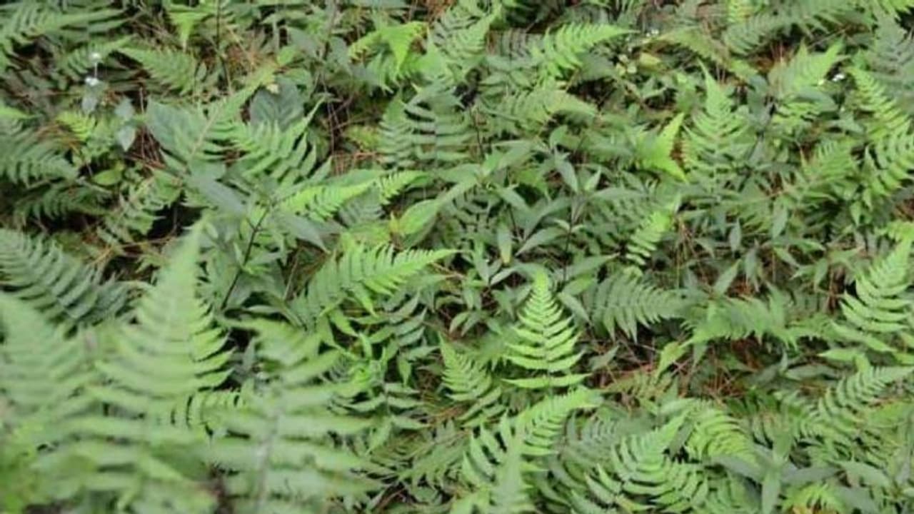 ലേഡി ഫേണ് അഥവാ ഫേണ് വുമണ്; പൂക്കളുണ്ടാകാത്ത പന്നല്ച്ചെടി ലേഡി ഫേണ് അഥവാ ഫേണ് വുമണ്; പൂക്കളുണ്ടാകാത്ത പന്നല്ച്ചെടി