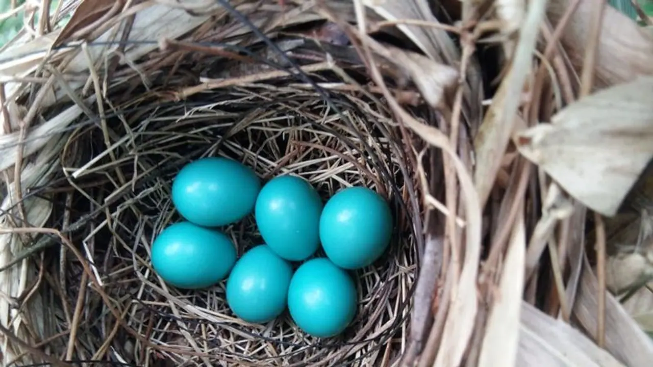 Rare blue Indian Robin eggs found in Kodagu Rare blue Indian Robin eggs found in Kodagu
