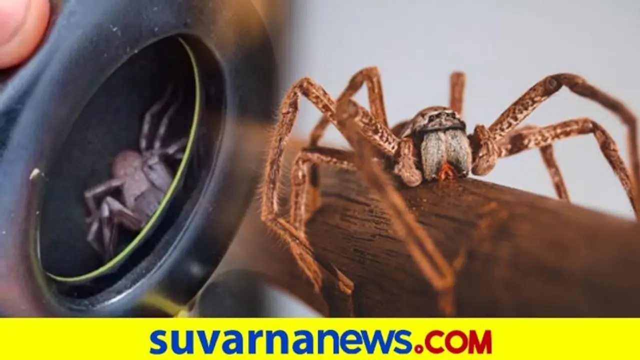 ಕಿವಿಯಲ್ಲಿ ಕಚಗುಳಿ: ಹೆಡ್‌ಫೋನ್ ಒಳಗಿತ್ತು ಡೆಡ್ಲಿ ಸ್ಪೈಡರ್..!