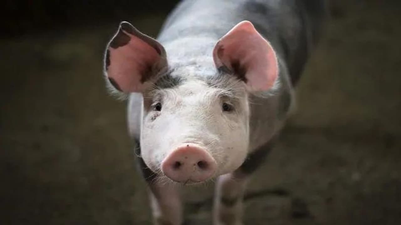 ஆப்ரிக்கன் வைரஸ் தொற்று கண்டறியப்பட்ட 63 பன்றிகள் விஷ ஊசி போட்டு அழிப்பு ஆப்ரிக்கன் வைரஸ் தொற்று கண்டறியப்பட்ட 63 பன்றிகள் விஷ ஊசி போட்டு அழிப்பு