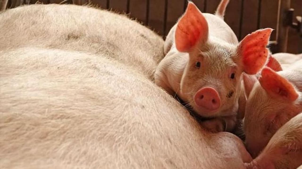 শূকরদের রাখা হচ্ছে ১৩ তলা 'হোটেলে', ভাইরাল সংক্রমণ ঠেকাতে অদ্ভূত পন্থা নিল চিন শূকরদের রাখা হচ্ছে ১৩ তলা 'হোটেলে', ভাইরাল সংক্রমণ ঠেকাতে অদ্ভূত পন্থা নিল চিন