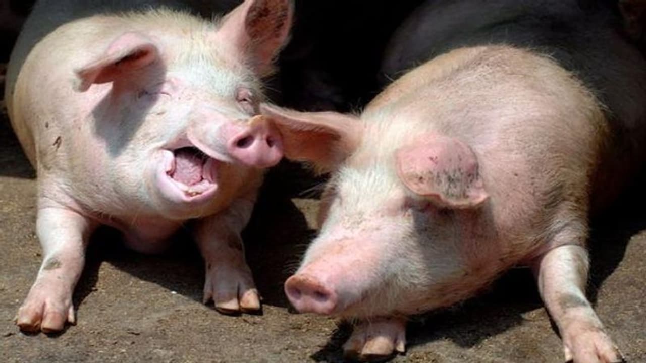 What is African Swine Flu, cases reported in Kerala's Wayanad; know everything about it What is African Swine Flu, cases reported in Kerala's Wayanad; know everything about it