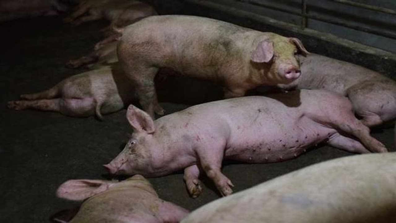 കണ്ണൂരിലും ആഫ്രിക്കൻ പന്നിപ്പനി: കണിച്ചാർ കൊളക്കാടിലെ സ്വകാര്യ പന്നിഫാമിൽ രോഗം,പന്നികളെ കൊന്നൊടുക്കും കണ്ണൂരിലും ആഫ്രിക്കൻ പന്നിപ്പനി: കണിച്ചാർ കൊളക്കാടിലെ സ്വകാര്യ പന്നിഫാമിൽ രോഗം,പന്നികളെ കൊന്നൊടുക്കും