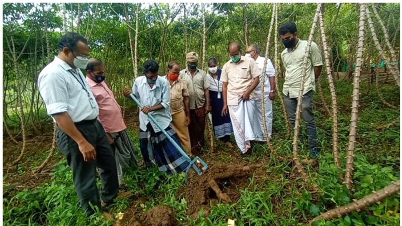മരച്ചീനി വിളവെടുപ്പിന് ഇനി യന്ത്രം; കര്ഷകര്ക്ക് ആശ്വാസം മരച്ചീനി വിളവെടുപ്പിന് ഇനി യന്ത്രം; കര്ഷകര്ക്ക് ആശ്വാസം