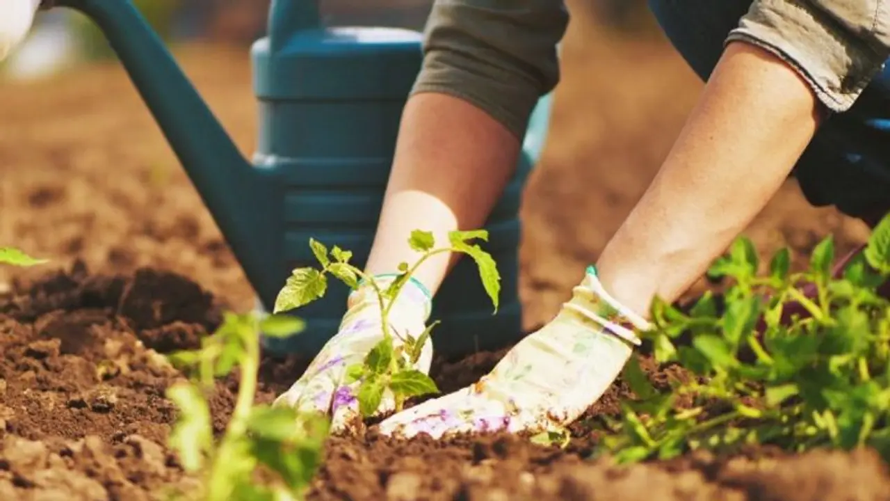 How a smart gardener uses banana and cucumber peels as organic fertilizers 