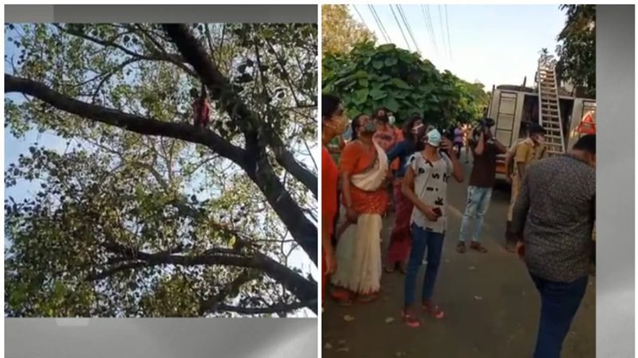 കൊച്ചിയിലെ പൊലിസ് സ്റ്റേഷന് മുന്നിലെ ആല്മരത്തില് കയറി ട്രാൻസ്ജെന്റര് യുവതിയുടെ ആത്മഹത്യാശ്രമം കൊച്ചിയിലെ പൊലിസ് സ്റ്റേഷന് മുന്നിലെ ആല്മരത്തില് കയറി ട്രാൻസ്ജെന്റര് യുവതിയുടെ ആത്മഹത്യാശ്രമം