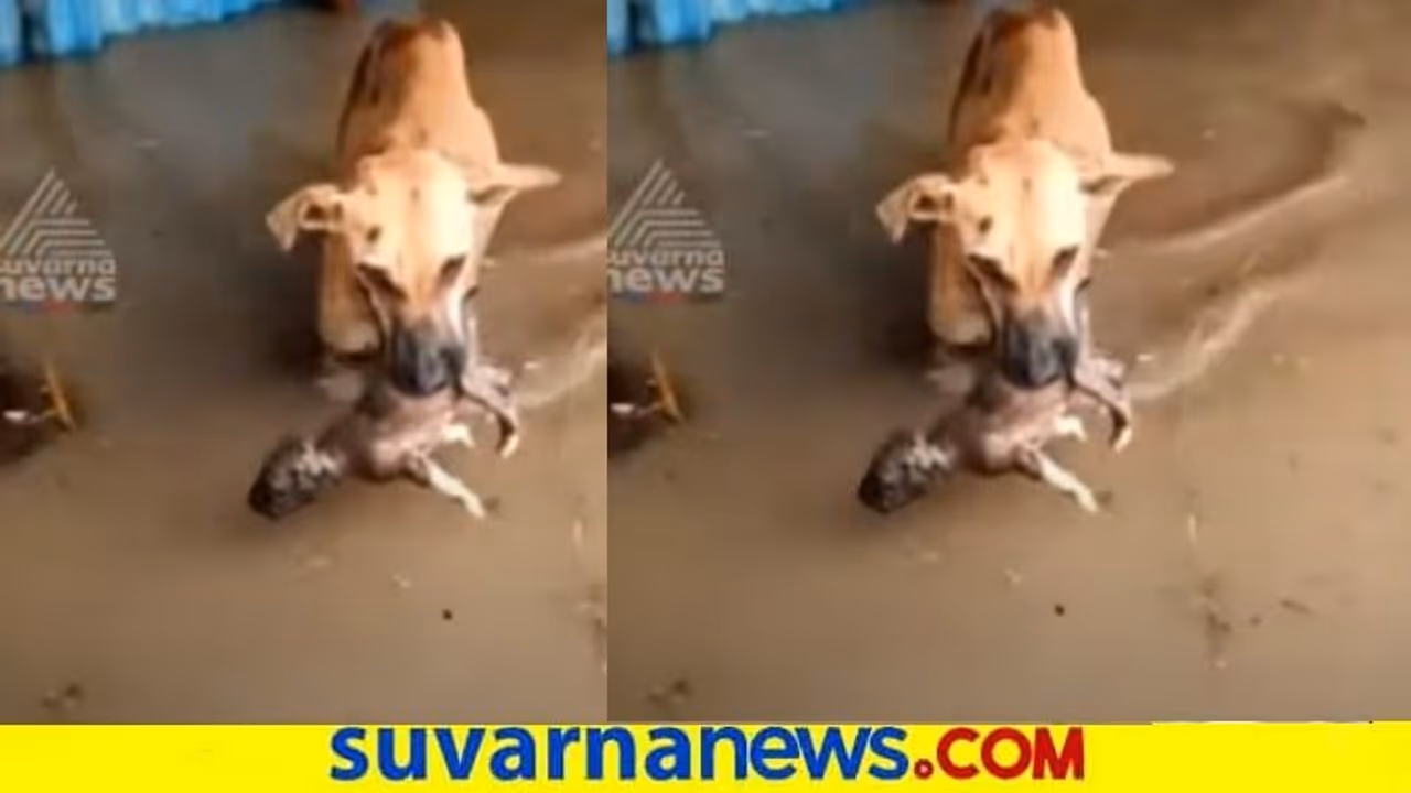 ಪ್ರವಾಹದಿಂದ ತನ್ನ ಮರಿ ರಕ್ಷಿಸಿದ ಶ್ವಾನ