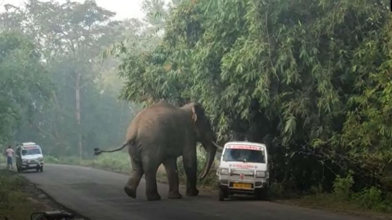ব্যস্ত রাস্তায় দলছুট হাতির 'দাদাগিরি', তাড়া খেয়ে জখম ১, প্রাণরক্ষা অ্যাম্বুল্যান্স চালকের ব্যস্ত রাস্তায় দলছুট হাতির 'দাদাগিরি', তাড়া খেয়ে জখম ১, প্রাণরক্ষা অ্যাম্বুল্যান্স চালকের