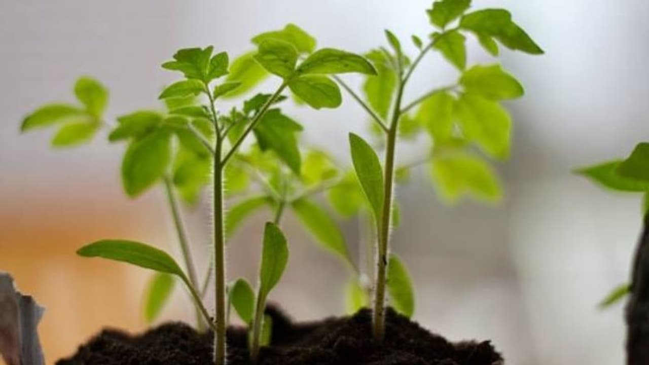 ഈ ഇനങ്ങള് വളര്ത്തി നോക്കൂ, ആവശ്യത്തിനുള്ള തക്കാളികള് വീട്ടില്ത്തന്നെ വിളവെടുക്കാം ഈ ഇനങ്ങള് വളര്ത്തി നോക്കൂ, ആവശ്യത്തിനുള്ള തക്കാളികള് വീട്ടില്ത്തന്നെ വിളവെടുക്കാം