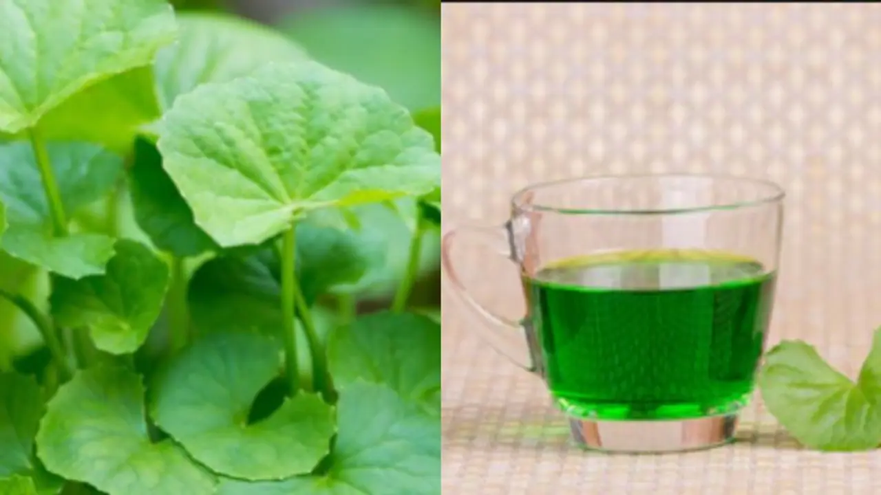 যৌবন ধরে রাখতে প্রতিদিন সকালে খান এই পাতা, রেহাই পাবেন আলসারের সমস্যা থেকে