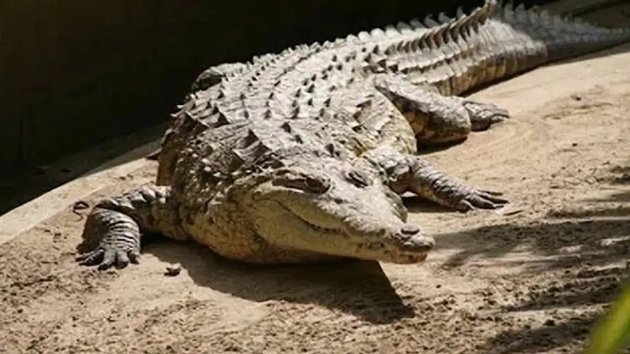 Crocodile Park: ದಾಂಡೇಲಿಯಲ್ಲಿ ರಾಜ್ಯದ ಮೊದಲ ಮೊಸಳೆ ಪಾರ್ಕ್