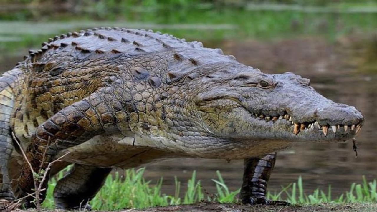 আদর করার পরিণতি, যুবতীর হাত কামড়ে জলে টেনে নিল কুমির, দেখুন ভিডিও আদর করার পরিণতি, যুবতীর হাত কামড়ে জলে টেনে নিল কুমির, দেখুন ভিডিও