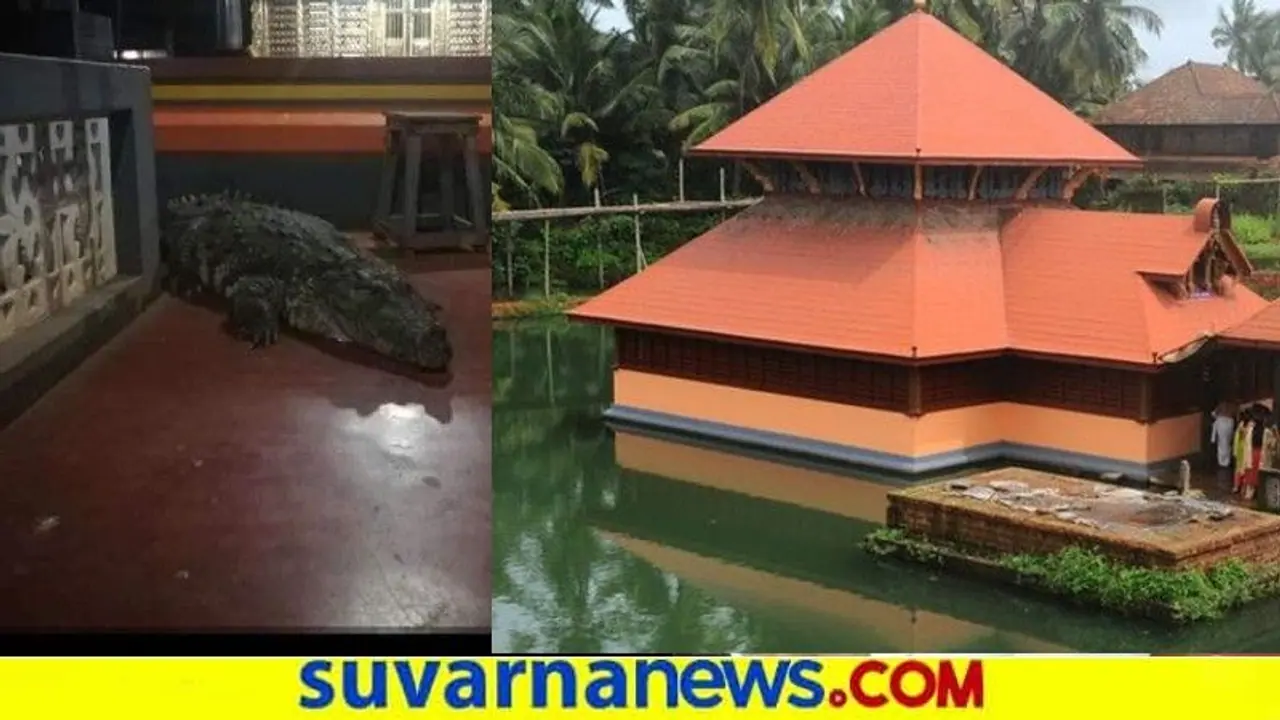 ಪ್ರಸಾದ ಸೇವಿಸುವ ದೇವರ ಮೊಸಳೆ ದೇಗುಲದಲ್ಲೇ ಪ್ರತ್ಯಕ್ಷ : ಅಚ್ಚರಿಗೆ ಕಾರಣವಾದ ನಡೆ..!