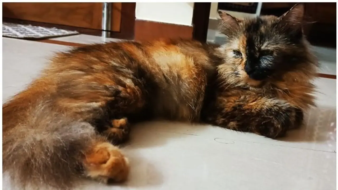 പേർഷ്യൻ പൂച്ചയെ കാൺമാനില്ല: പരാതിയുമായി ഉടമ പേർഷ്യൻ പൂച്ചയെ കാൺമാനില്ല: പരാതിയുമായി ഉടമ