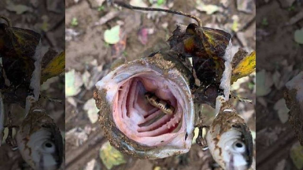 ചൂണ്ടയിട്ട് പിടിച്ച മത്സ്യത്തിന്‍റെ വായിൽ കയ്യിട്ട യുവാവിനെ പാമ്പ് കടിച്ചു!