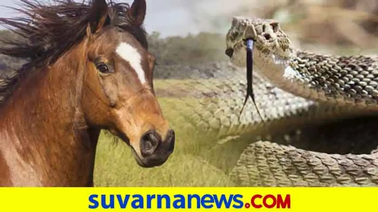 ಕನಸಲ್ಲಿ ಹಾವು, ಕುದುರೆ, ಟಗರು ಕಂಡರೆ ಏನರ್ಥ, ಗೊತ್ತೆ? ಕನಸಲ್ಲಿ ಹಾವು, ಕುದುರೆ, ಟಗರು ಕಂಡರೆ ಏನರ್ಥ, ಗೊತ್ತೆ?