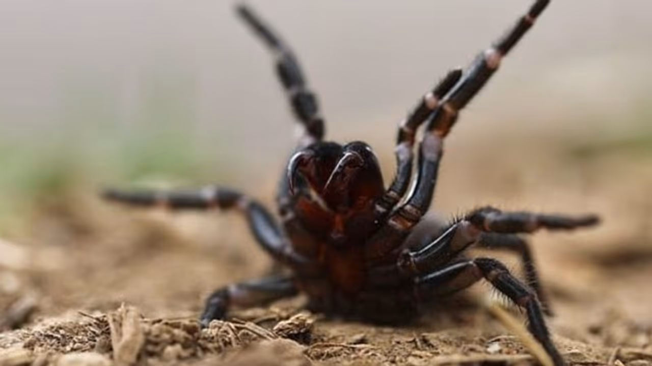 ആളെ കൊല്ലും എട്ടുകാലി; കാലാവസ്ഥ മാറിയപ്പോള്‍ പെറ്റുപെരുകി ഭീഷണിയായി