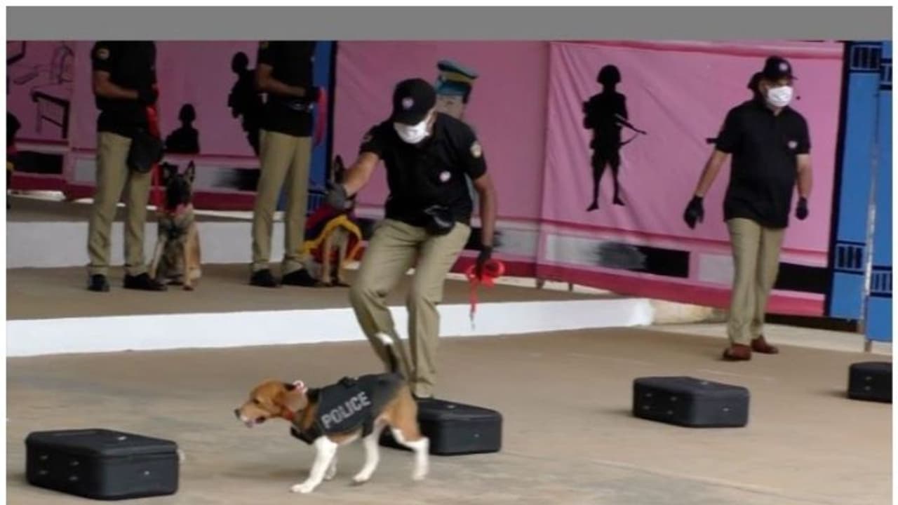 പത്താമത് ഡോഗ് സ്ക്വാഡ് ബാച്ച് പരിശീലനം പൂര്ത്തിയായി; 22 നായ്ക്കള് കേരള പൊലീസ് സേനയുടെ ഭാഗം പത്താമത് ഡോഗ് സ്ക്വാഡ് ബാച്ച് പരിശീലനം പൂര്ത്തിയായി; 22 നായ്ക്കള് കേരള പൊലീസ് സേനയുടെ ഭാഗം