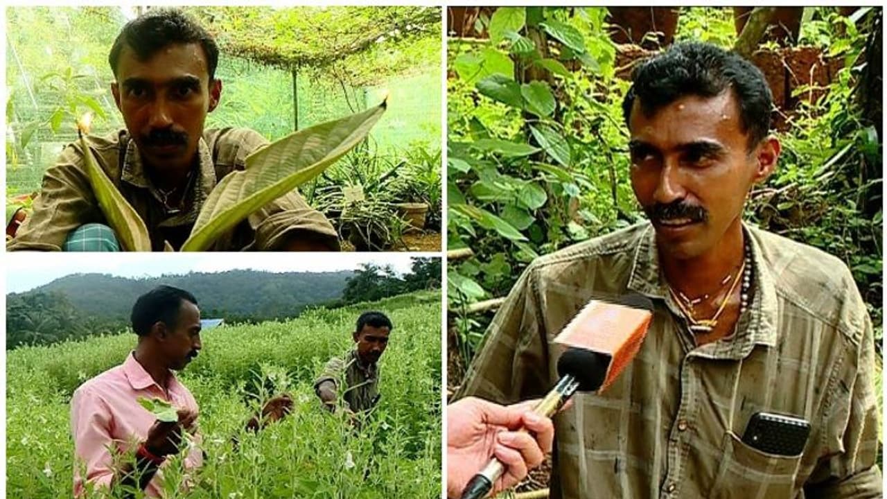 'വെള്ളമൊഴിക്കേണ്ട, കളപറിക്കേണ്ട'; റബർ തോട്ടമായിരുന്ന മലഞ്ചെരുവിനെ എള്ള് തോട്ടമാക്കി യുവാവ് 'വെള്ളമൊഴിക്കേണ്ട, കളപറിക്കേണ്ട'; റബർ തോട്ടമായിരുന്ന മലഞ്ചെരുവിനെ എള്ള് തോട്ടമാക്കി യുവാവ്