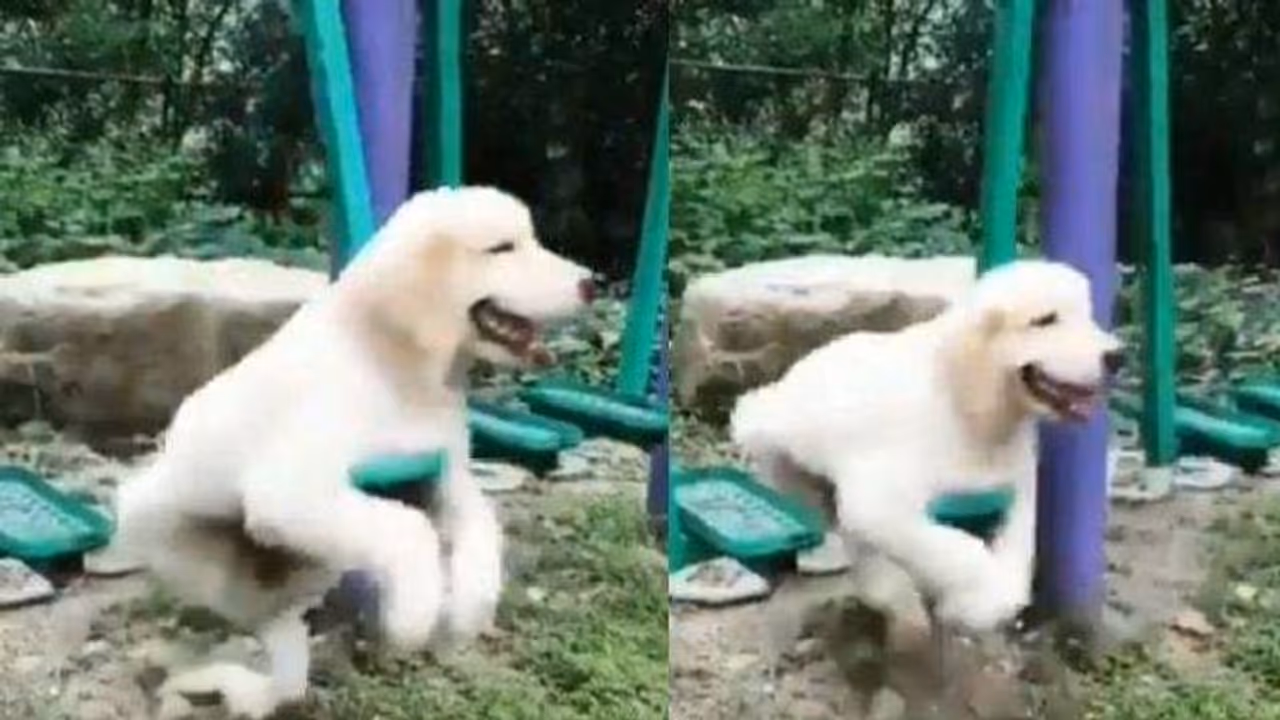 ആസ്വദിച്ച് ഊഞ്ഞാലാടുന്ന നായ്ക്കുട്ടി; വൈറലായി വീഡിയോ