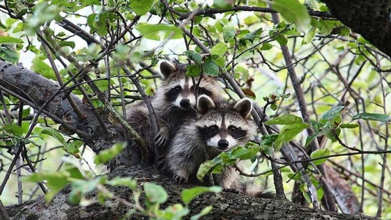 கொரோனா இதிலிருந்து பரவியதா? சர்வதேச நிபுணர்கள் நடத்திய ஆய்வில் அதிர்ச்சி தகவல்!! கொரோனா இதிலிருந்து பரவியதா? சர்வதேச நிபுணர்கள் நடத்திய ஆய்வில் அதிர்ச்சி தகவல்!!