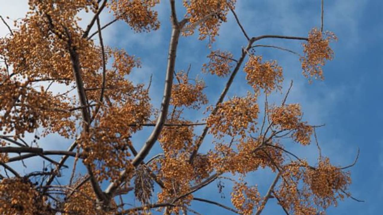 പ്രൈഡ് ഓഫ് ഇന്ത്യ അഥവാ ചൈനാബെറി; ഈ മരത്തിലെ കായകള് ഉണക്കി മുത്തുകളുണ്ടാക്കാം പ്രൈഡ് ഓഫ് ഇന്ത്യ അഥവാ ചൈനാബെറി; ഈ മരത്തിലെ കായകള് ഉണക്കി മുത്തുകളുണ്ടാക്കാം
