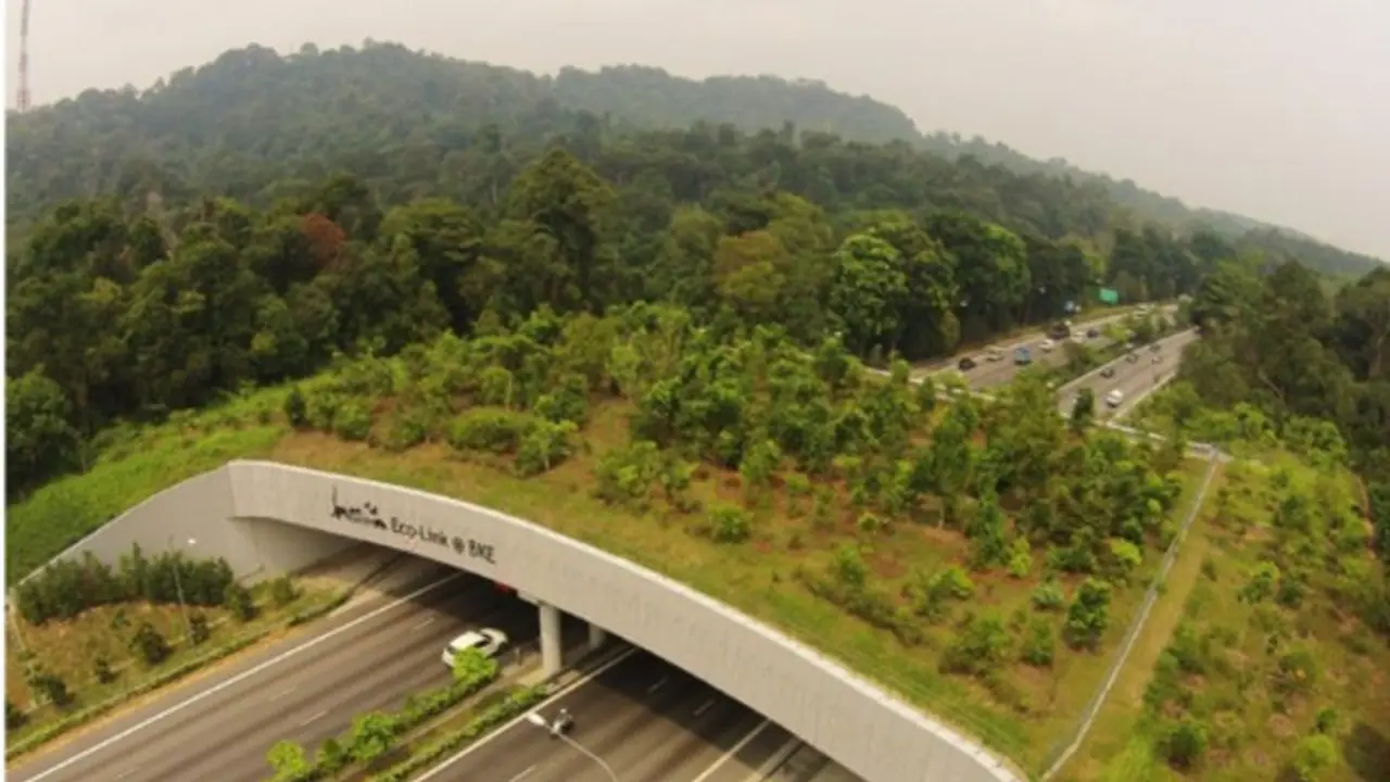 Fact Check: भारत में बना है जनवरों को दुर्घटना से बचाने एनिमल पुल? जानें इस वायरल फोटो का सच Fact Check: भारत में बना है जनवरों को दुर्घटना से बचाने एनिमल पुल? जानें इस वायरल फोटो का सच