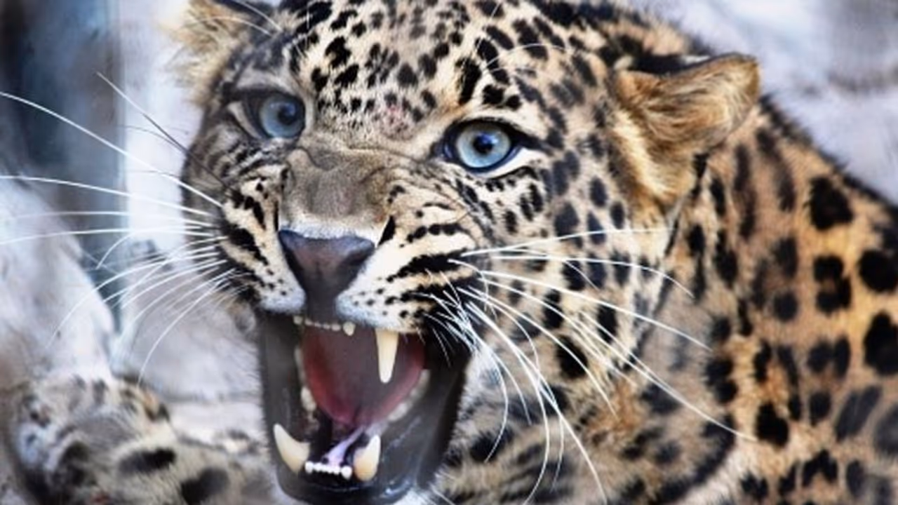 India registers 60% increase in leopard population between 2014 and 2018